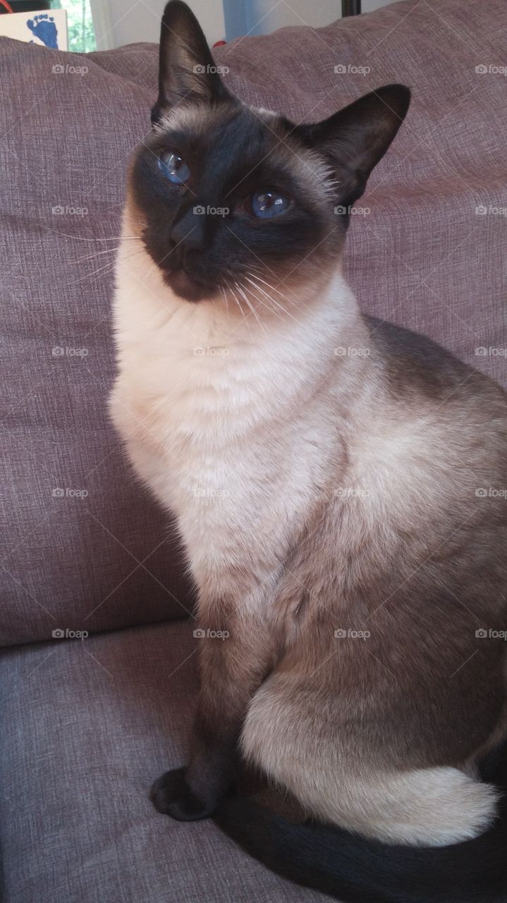 Siamese cat with blue eyes sitting on a chair.