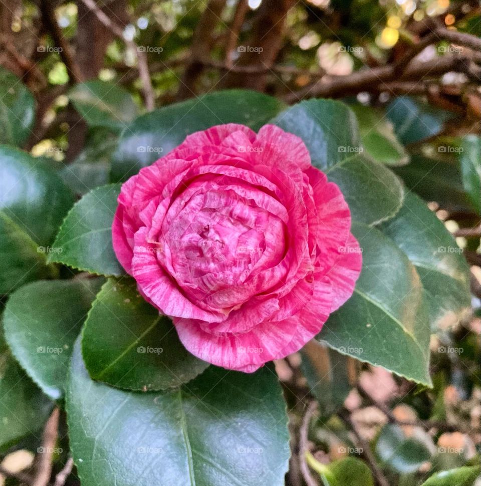 🌹 🇺🇸 Very beautiful flowers to brighten our day.  Live nature and its beauty. Did you like the delicate petals? / 🇧🇷 Flores muito bonitas para alegrar nosso dia. Viva a natureza e sua beleza. Gostaram das pétalas delicadas? 
