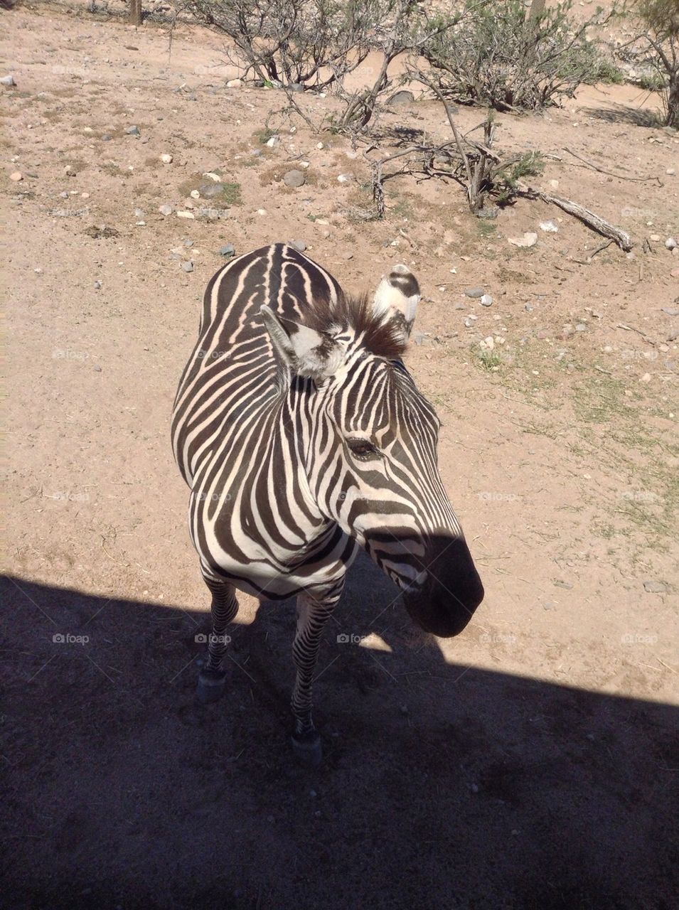 Baby Zebra posing