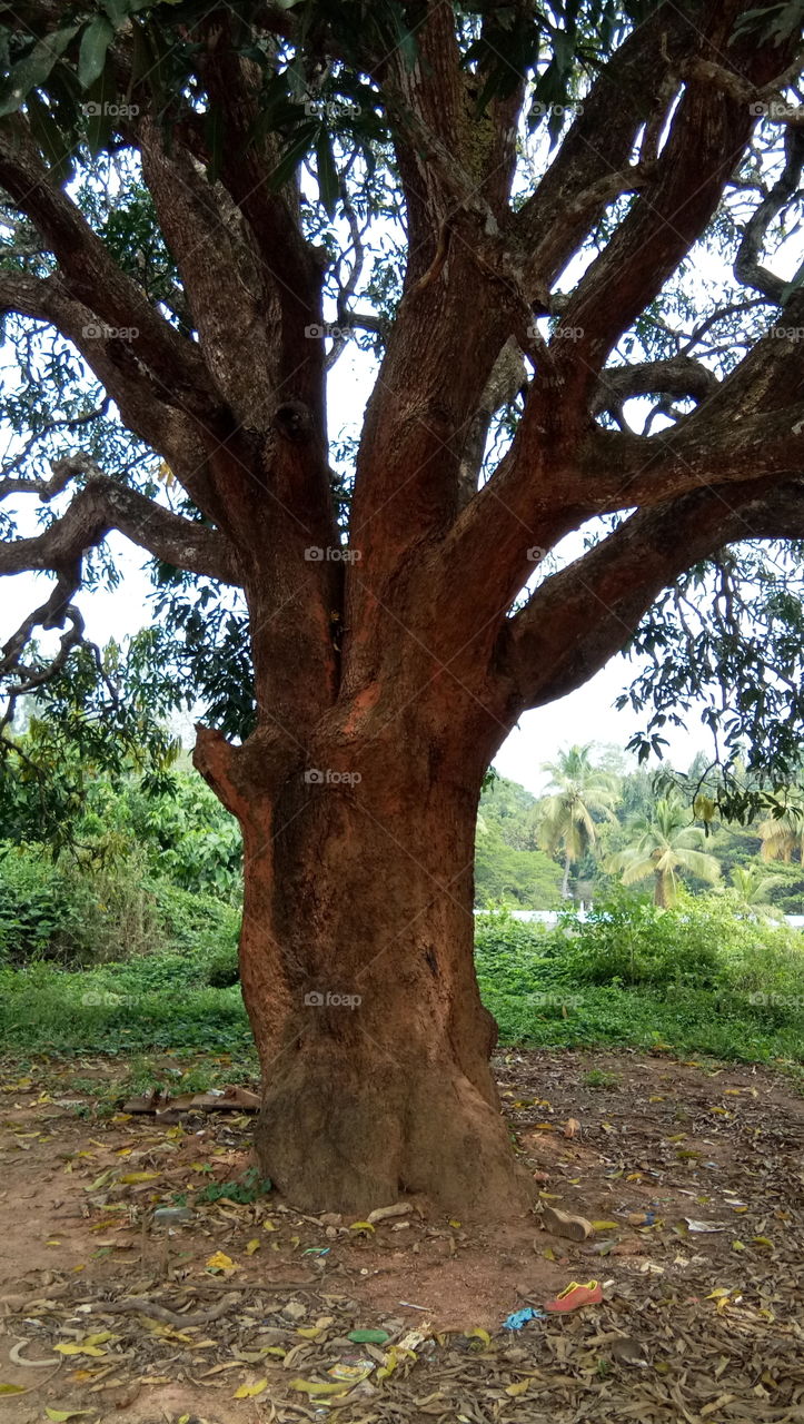Mango tree