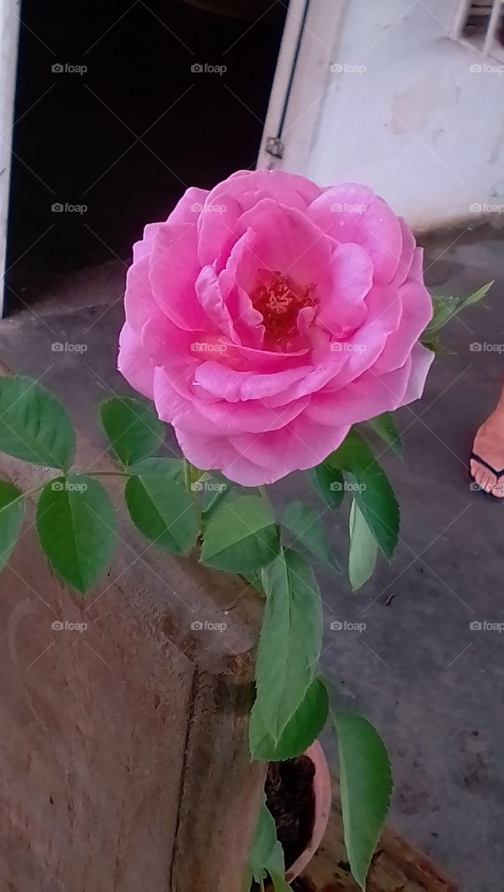 capturando la belleza de la Rosa