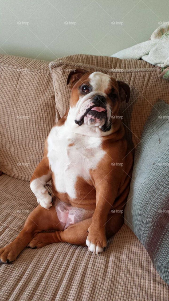 Lola sits like a human