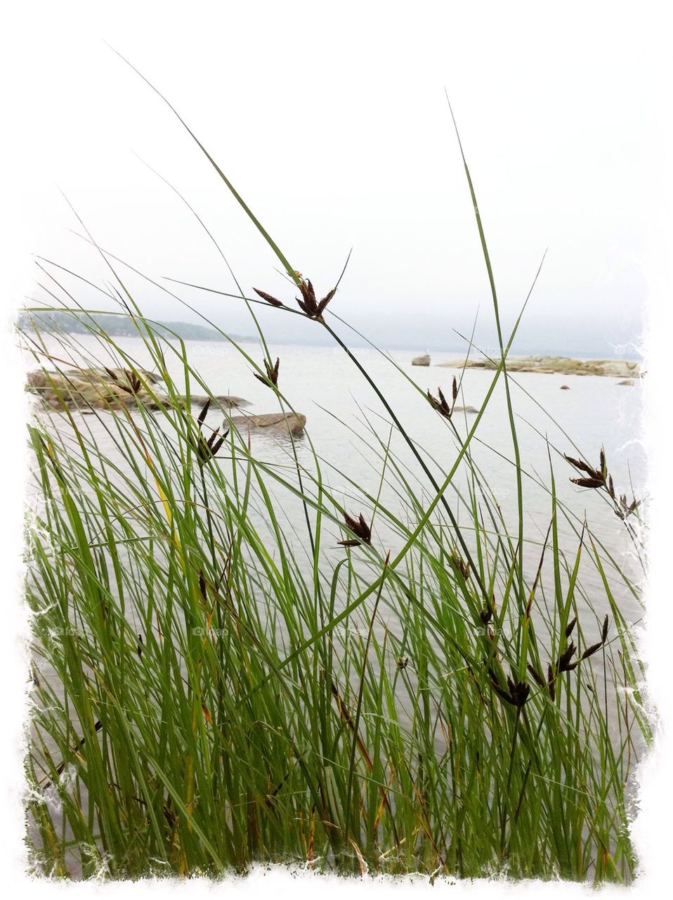 Reed grass