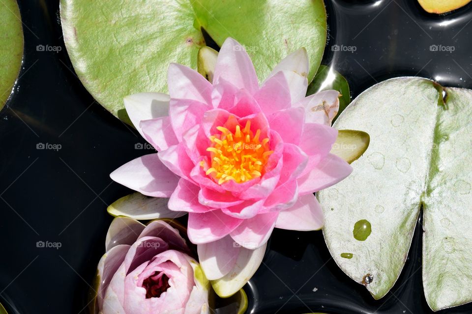 Water Lily pink and yellow