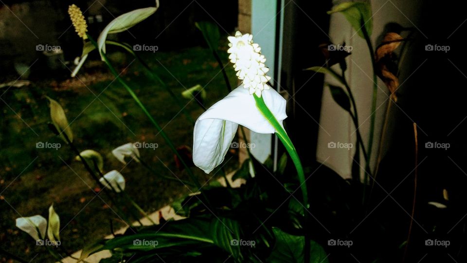 Melancholy Peace Lily