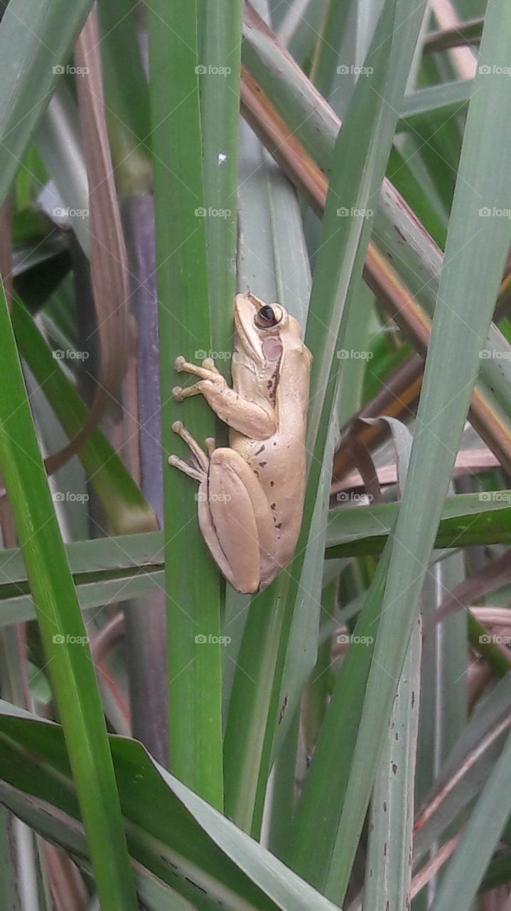 indian frog in sugarcane