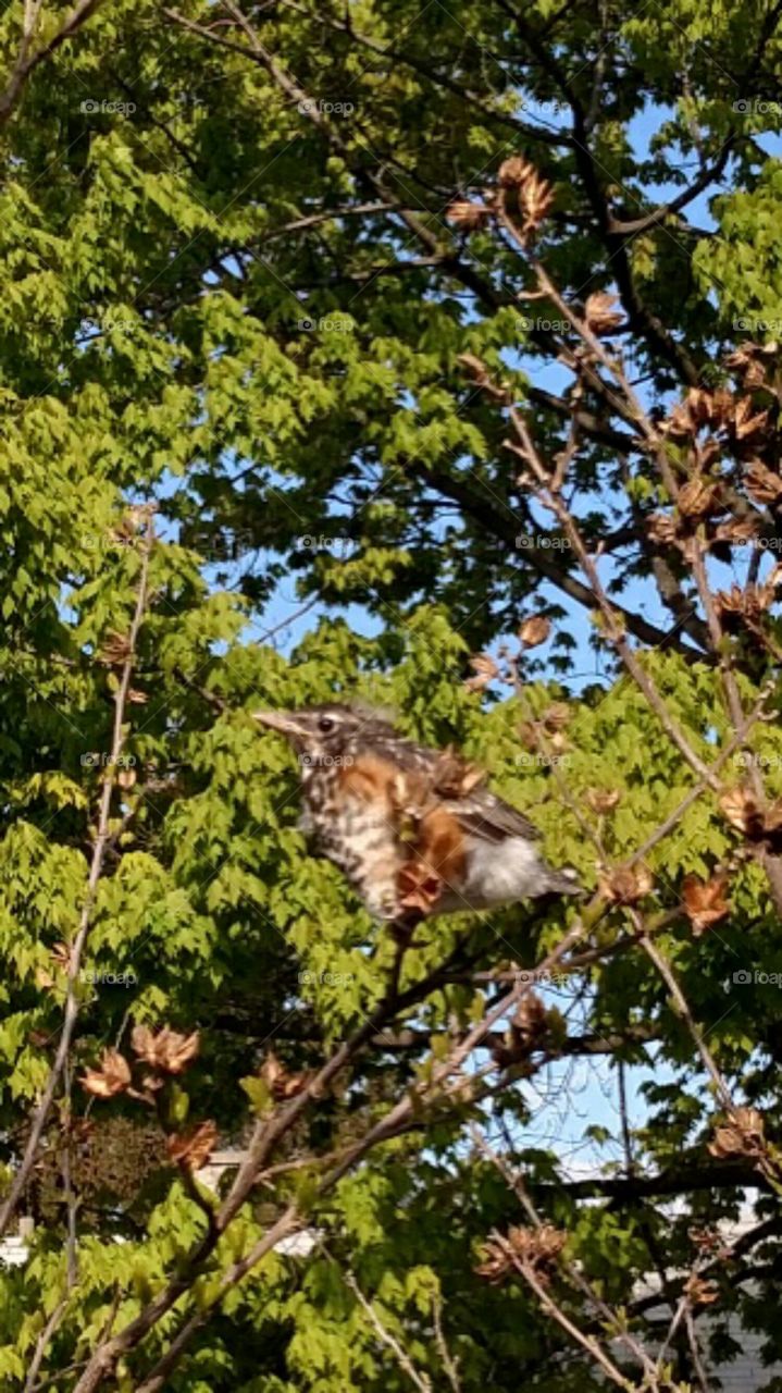 baby Robin