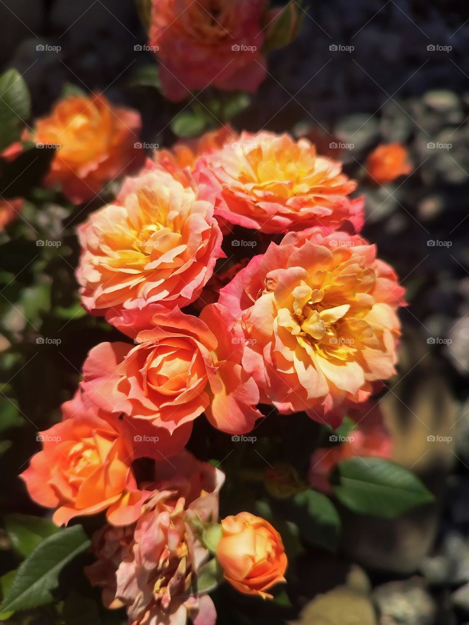 Photo of a flower growing in the garden