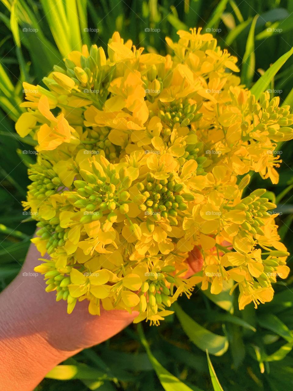 Spring blossoms of Mustard Plant