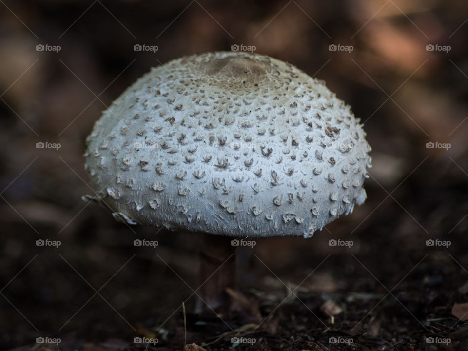 mushroom