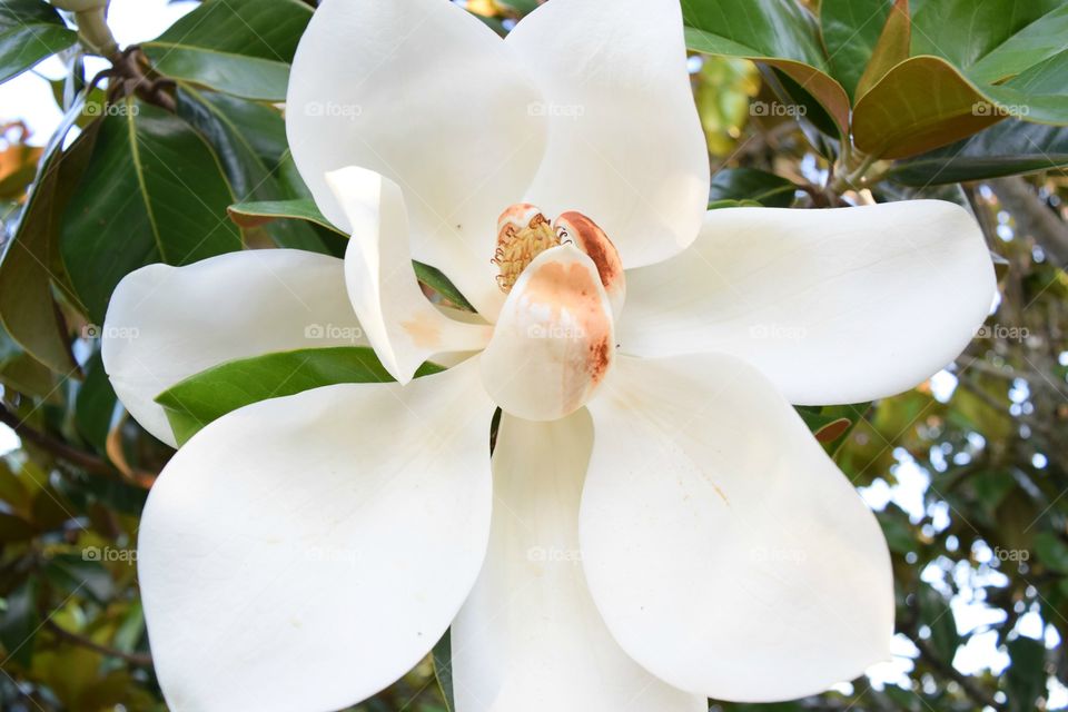 Close-up of a magnolia