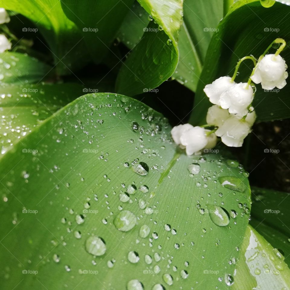 Lily of the valley