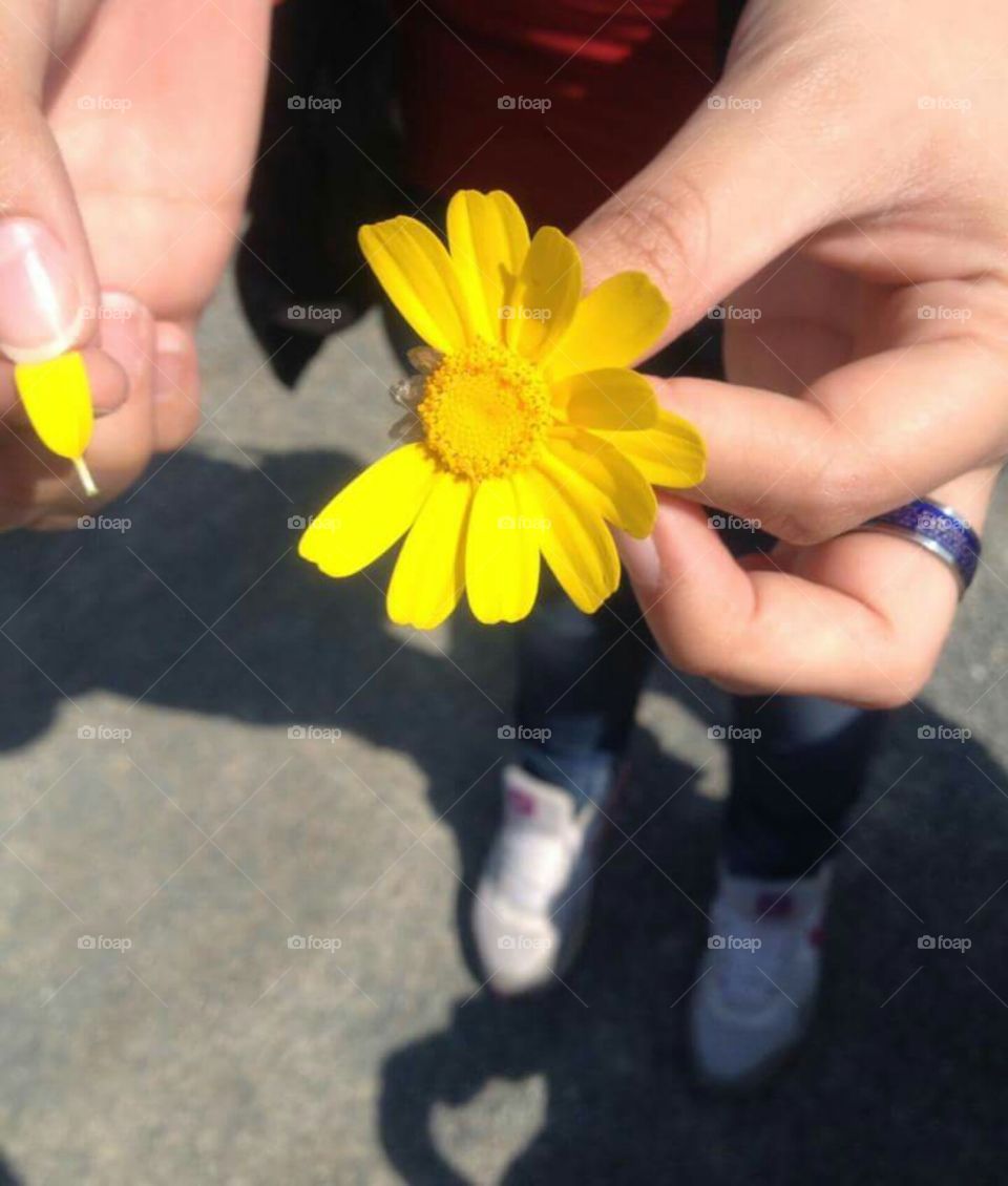 🌻❤