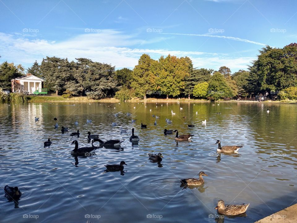 Gunnersbury Park Lake