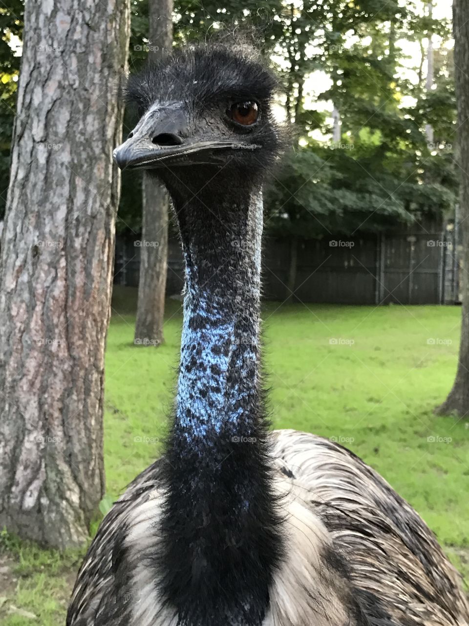 Emu