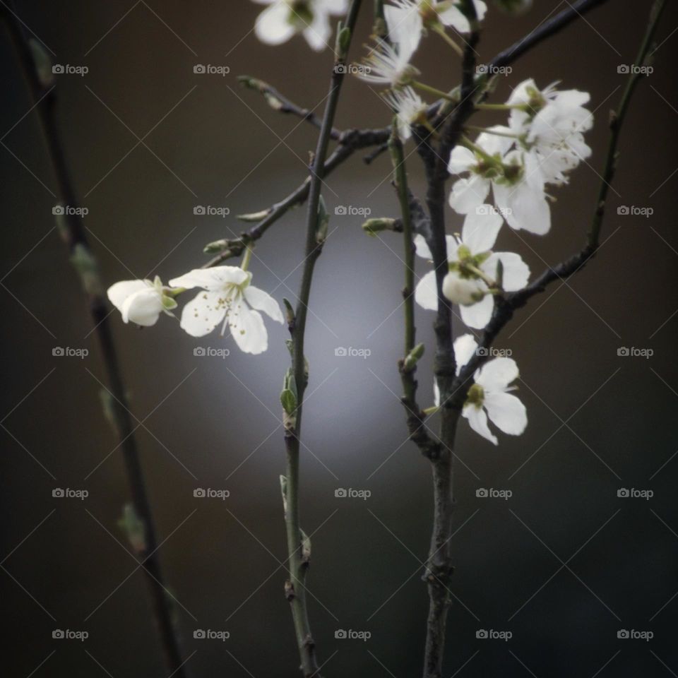 Plum blossoms
