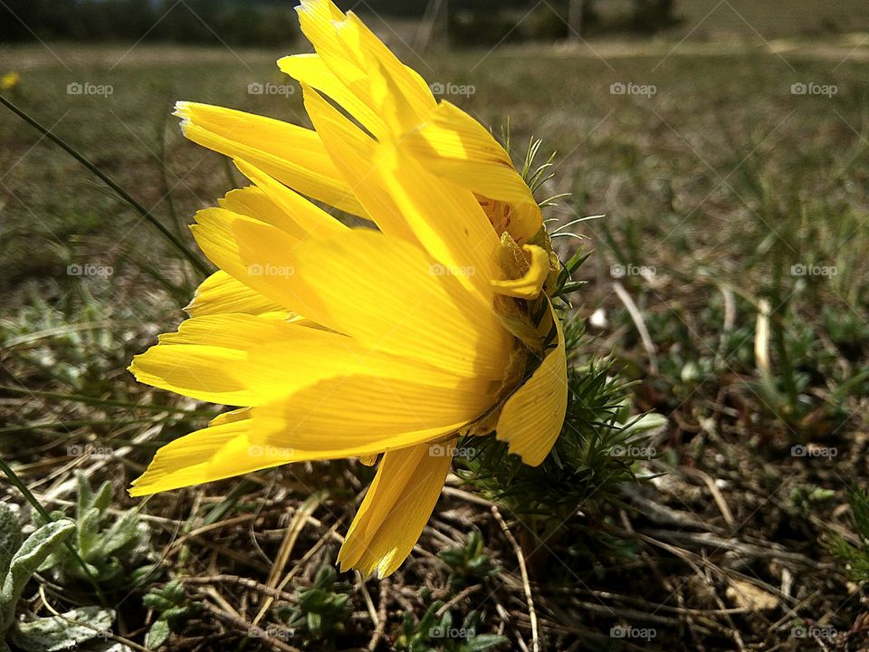 Adonis spring blooming piedmont regions of Crimea.