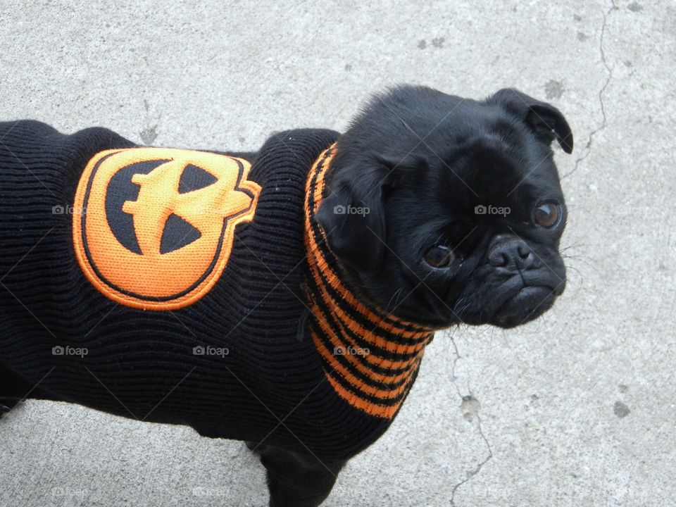 Black Halloween pug