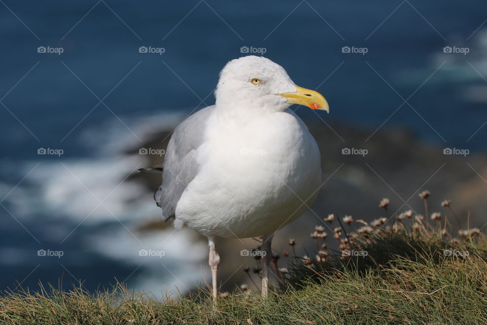 Seagull 