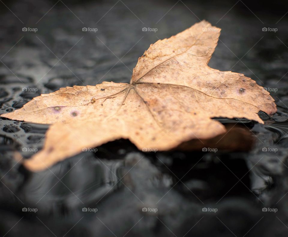 Brown leaf, black surface with water, selective focus