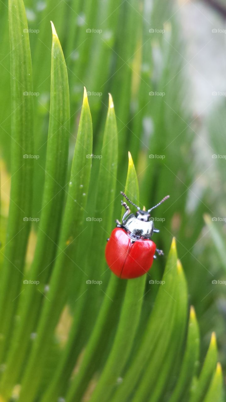 ladybug  on the grass