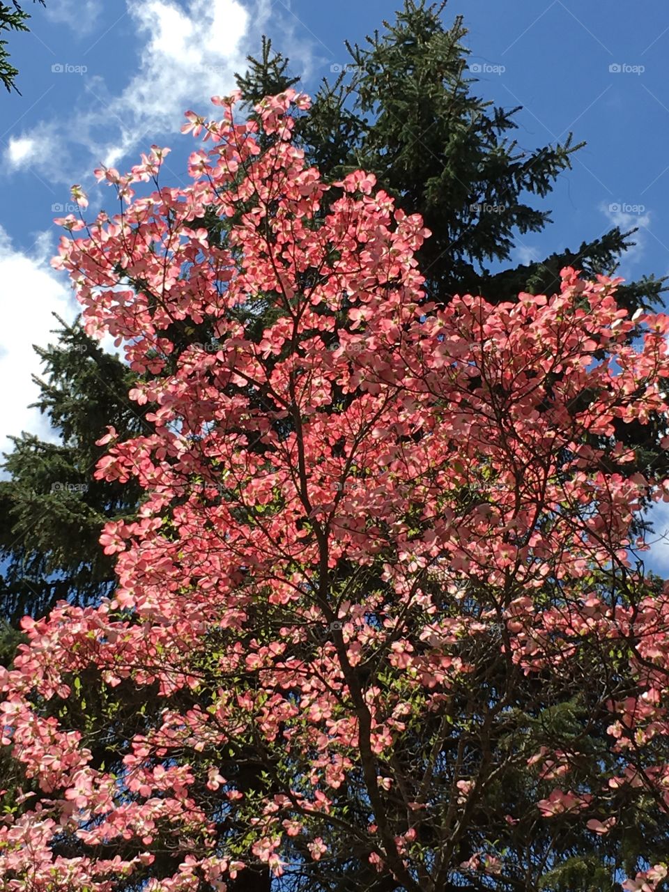 Pink dogwood