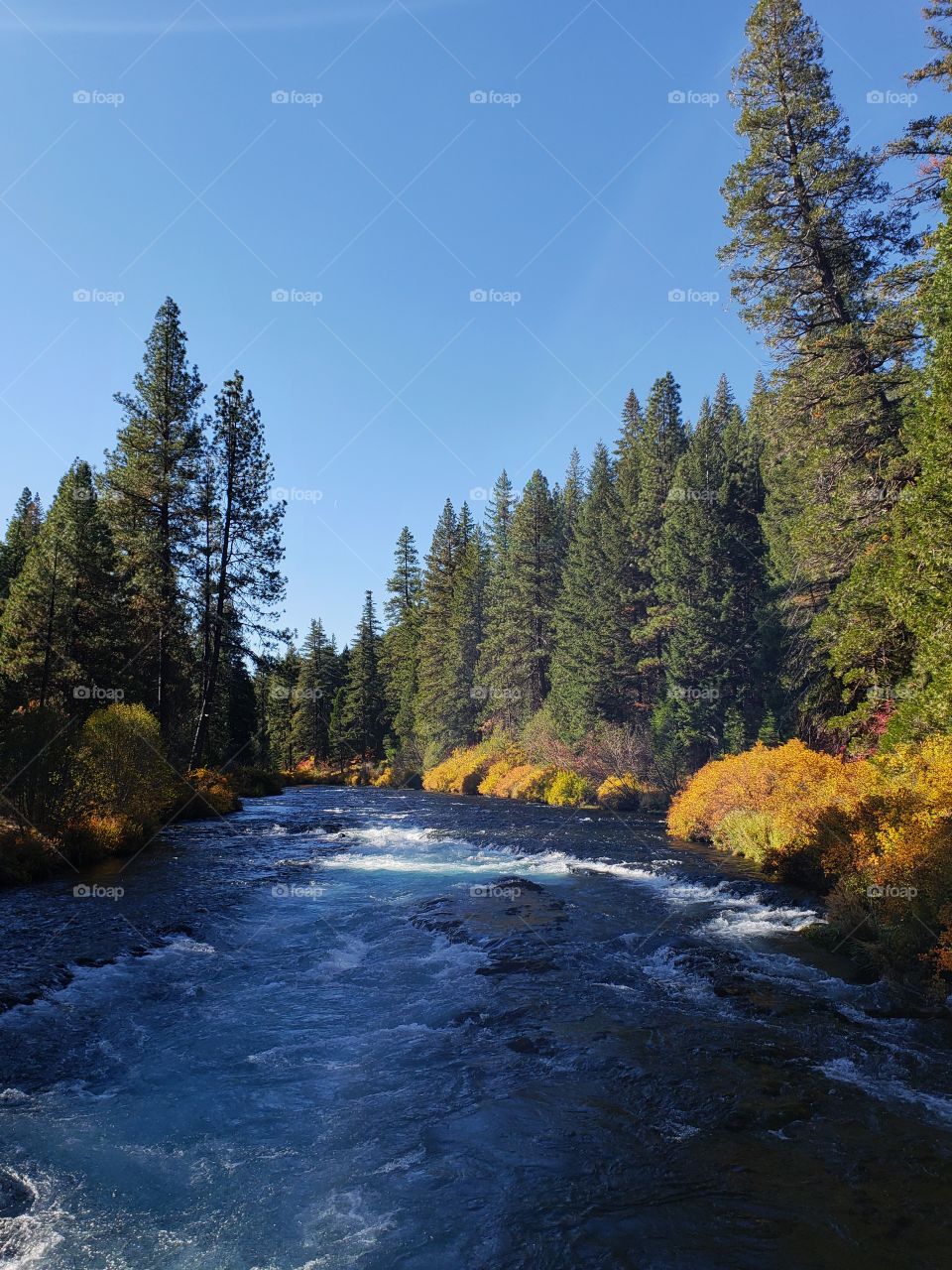 Stunning fall colors on the riverbanks of the turquoise waters of the Metolius River at Wizard Falls in Central Oregon on a sunny autumn morning.