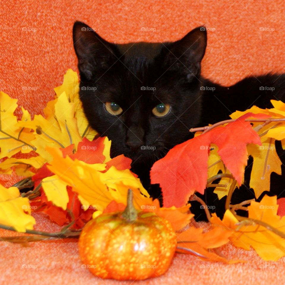 Cat with autumn leaf