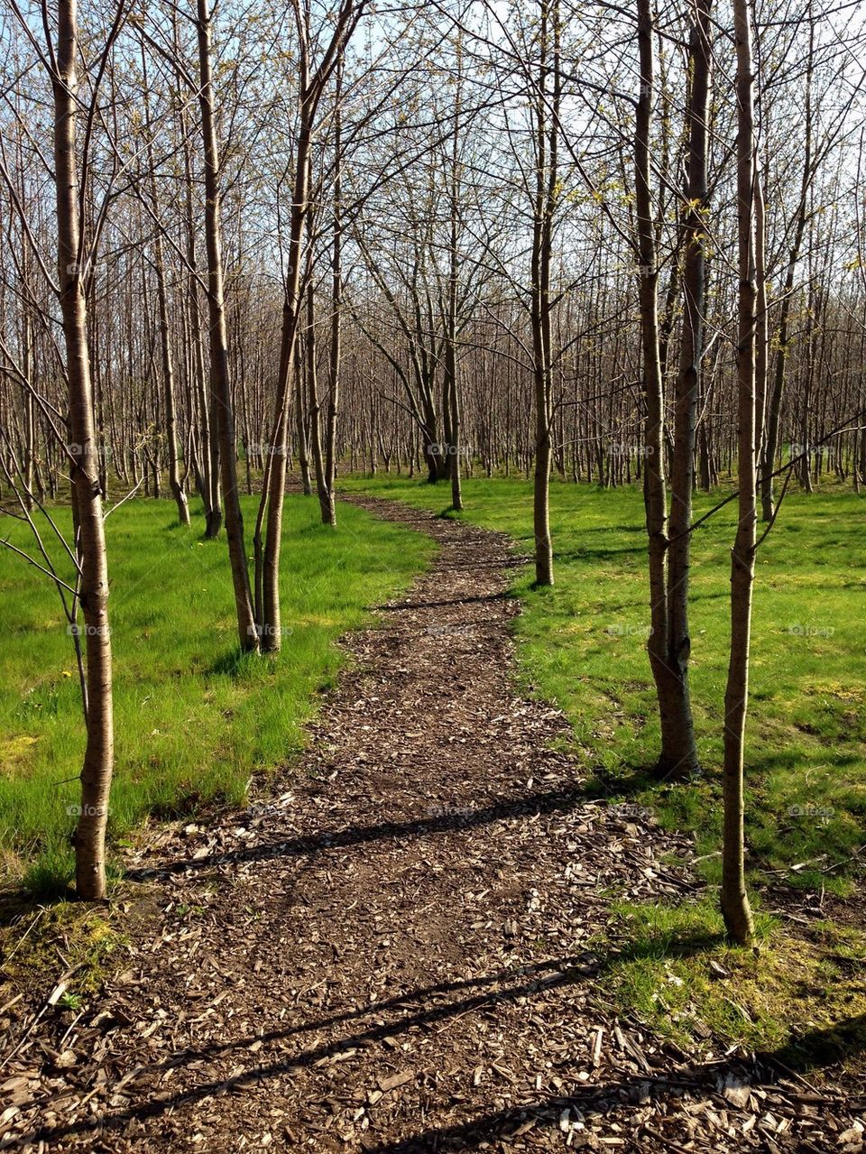 Road passing through the forest