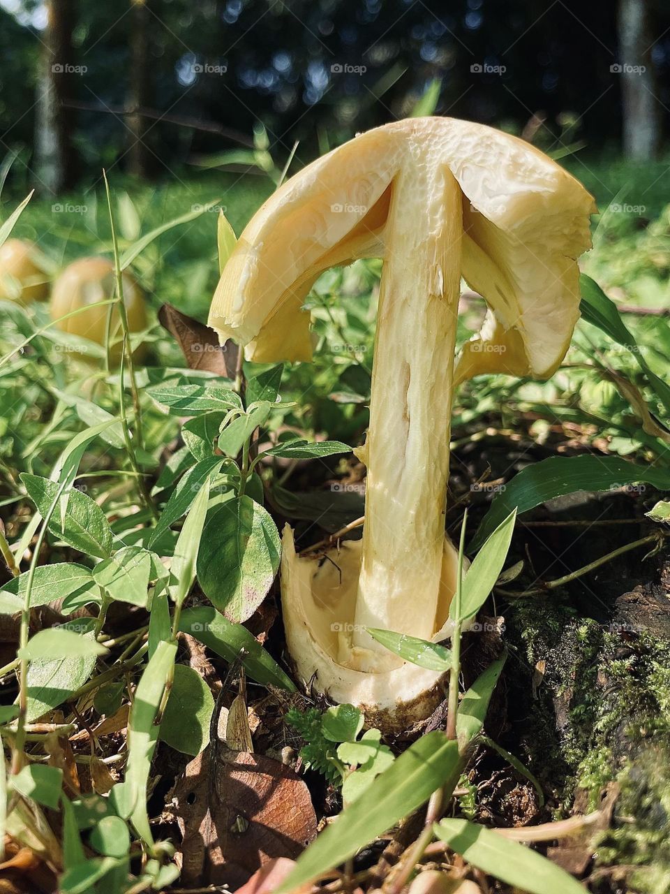 Fungus 