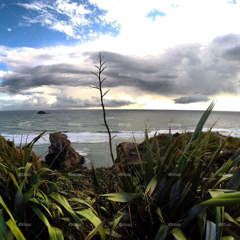 Wild west new zealand. i went up the hill on muriwai to have a nice view over the beach