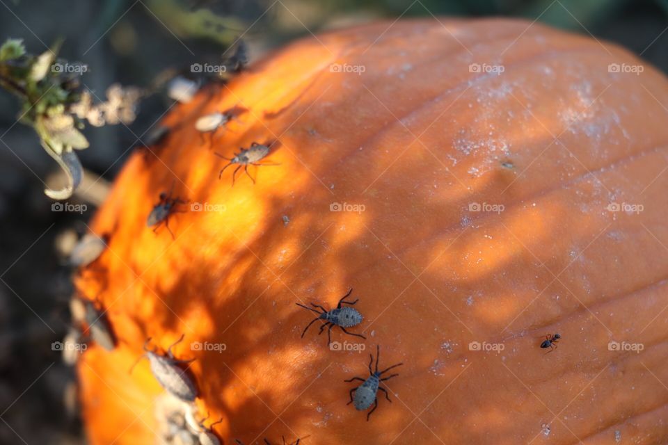 Pumpkin bugs. Bug hotel on a pumpkin