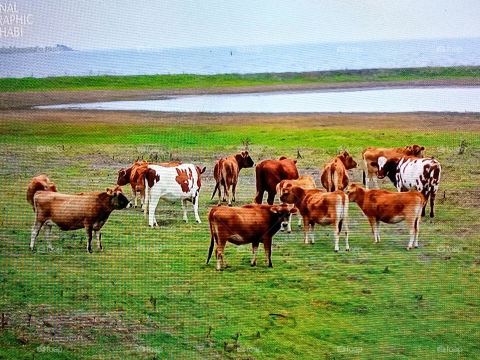 watching the animal graze