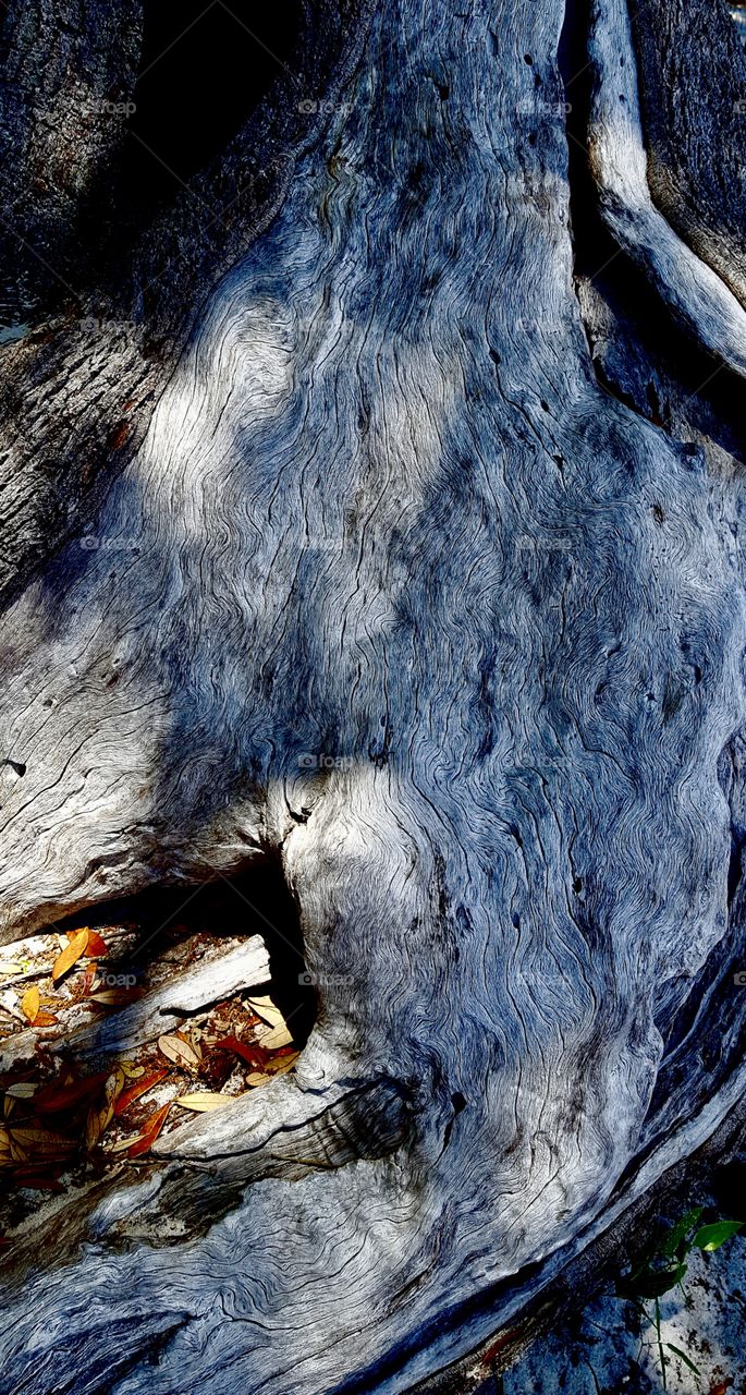 Closeup of live oak inner bark