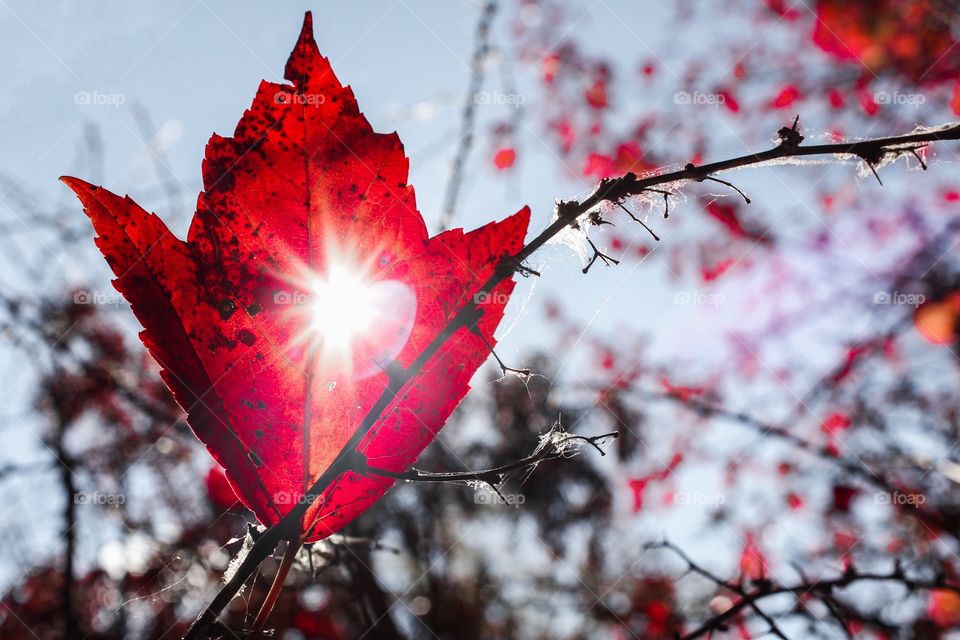 Red Sunshine Leaf - Color Red Mission