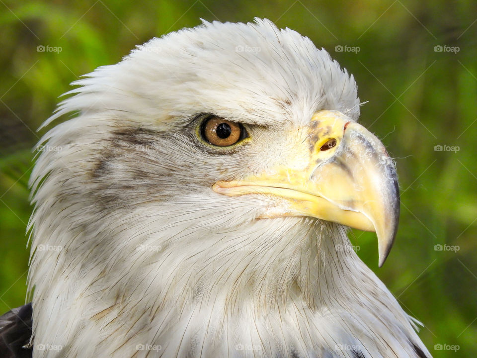 Portrait of a magnificent Bald Eagle seen during our holiday in the USA