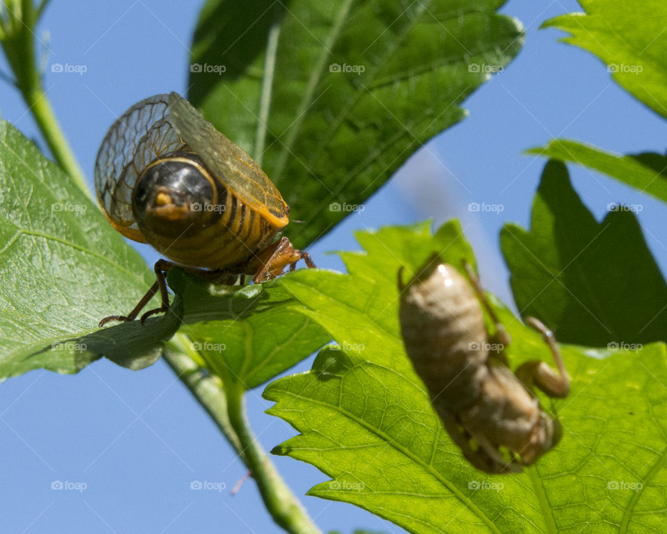 Seventeen Year Cicada and shell on the underside of a leaf 
