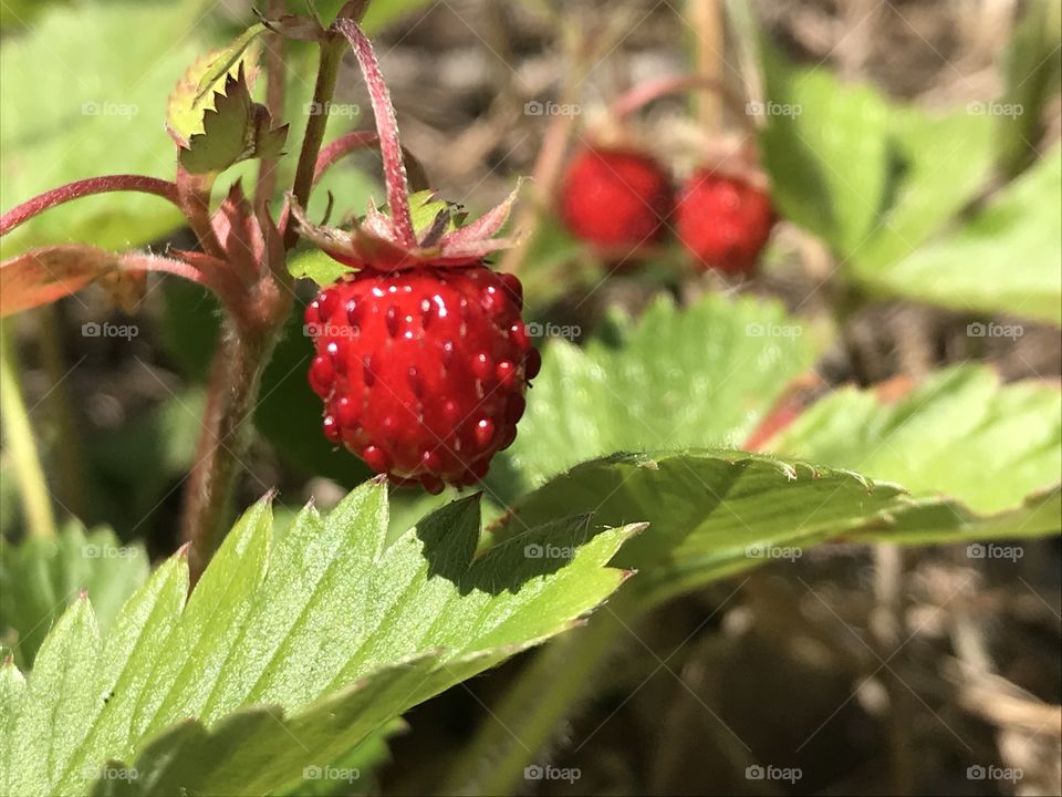 Wild strawberry 