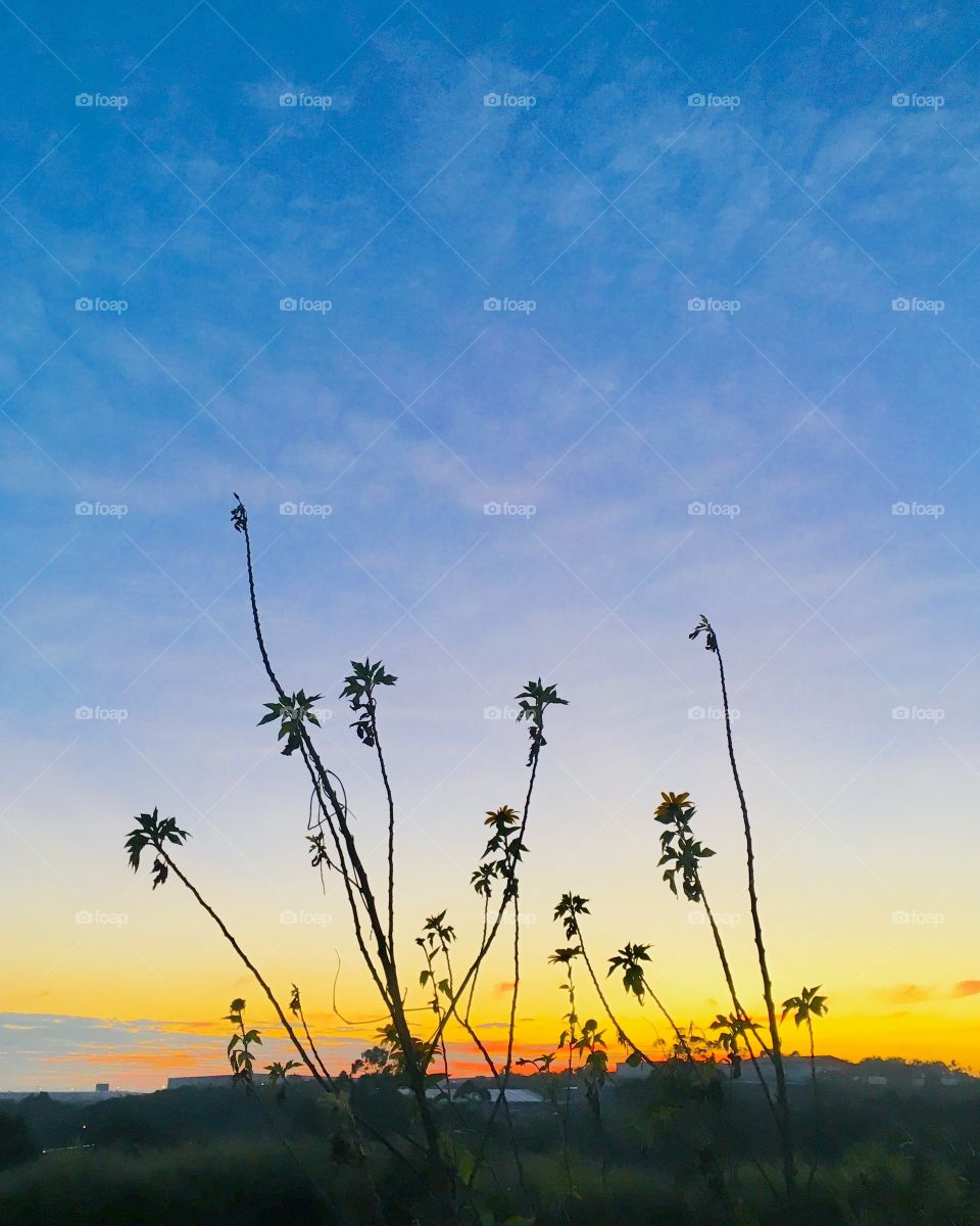 A very beautiful dawn with the sky lights always inspiring. / Um amanhecer muito bonito com as luzes do céu sempre inspiradoras. 