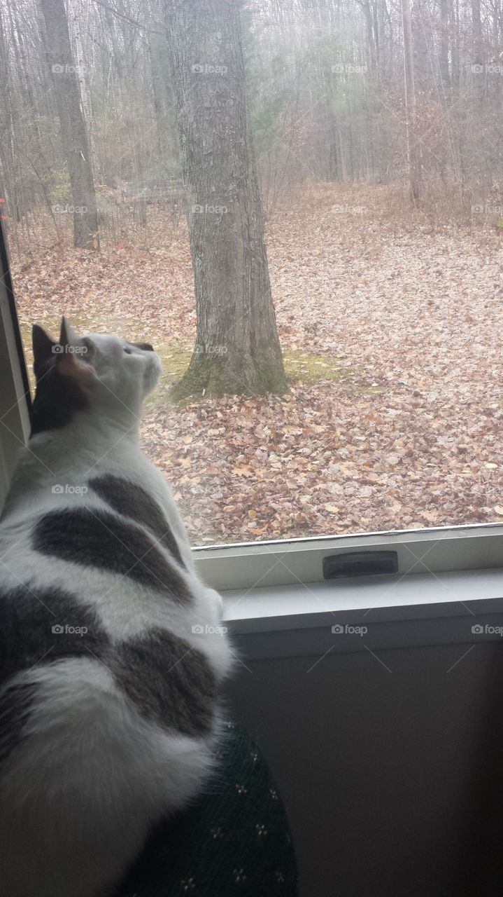 mister nelson window watches