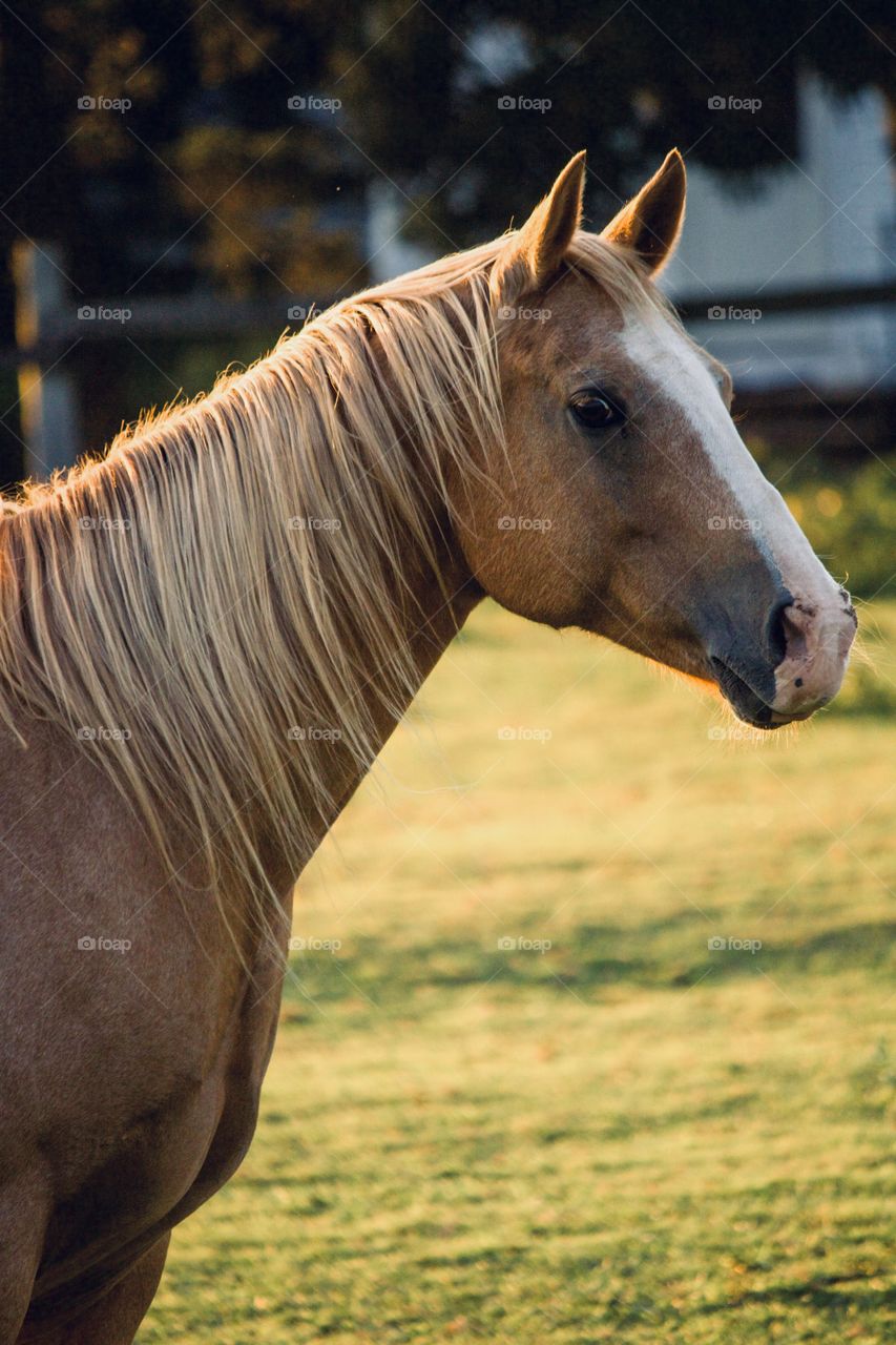 Horse on the range