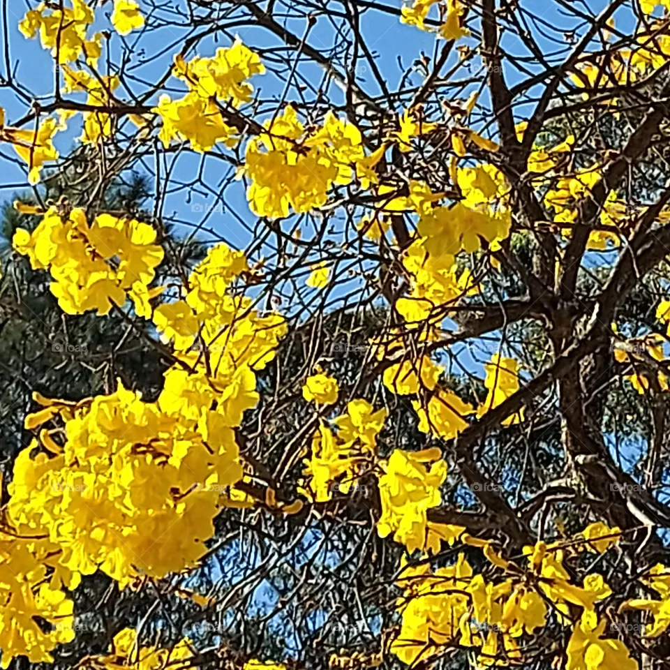 yellow nature