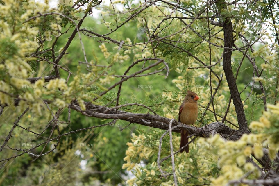 Female cardinal on branch