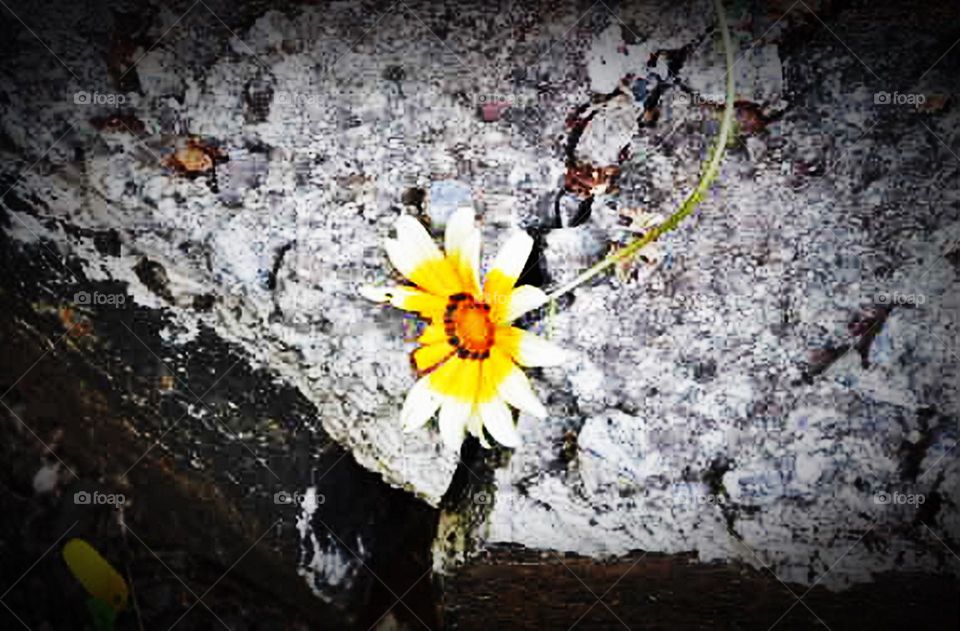 Flor sobre pedra