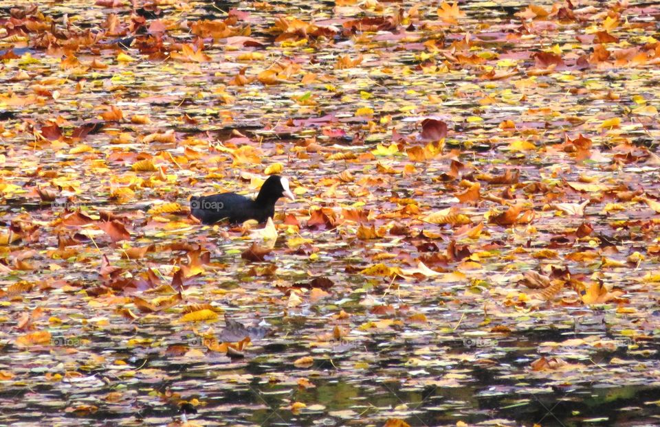 lost in dead leaves