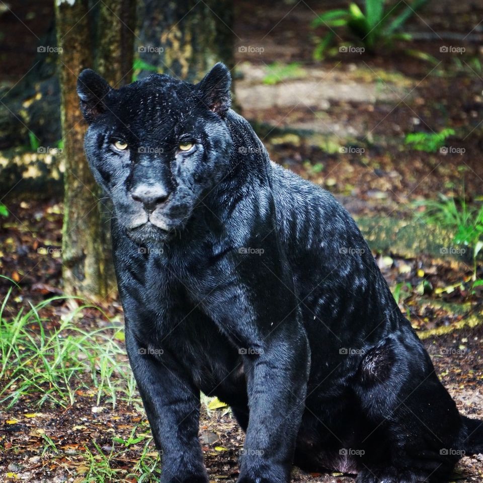 Blank panther