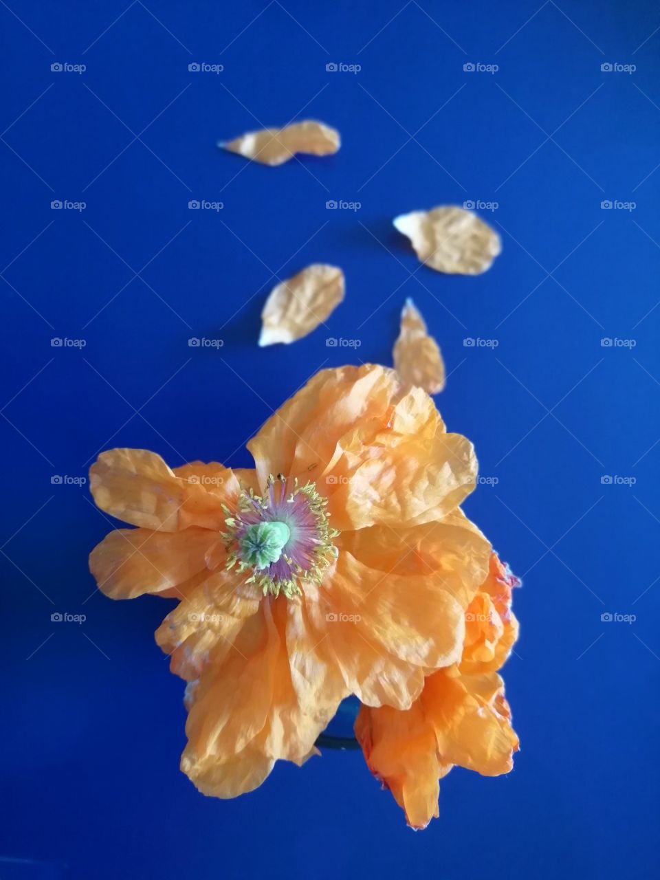 Orange flower, orange and blue