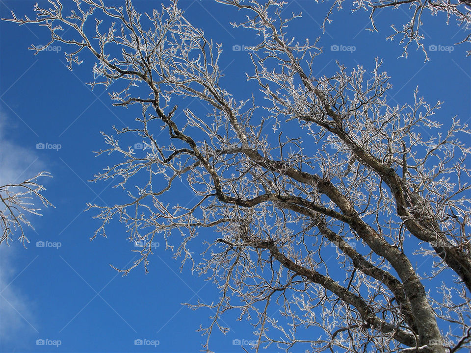 winter sky tree ice by momjan