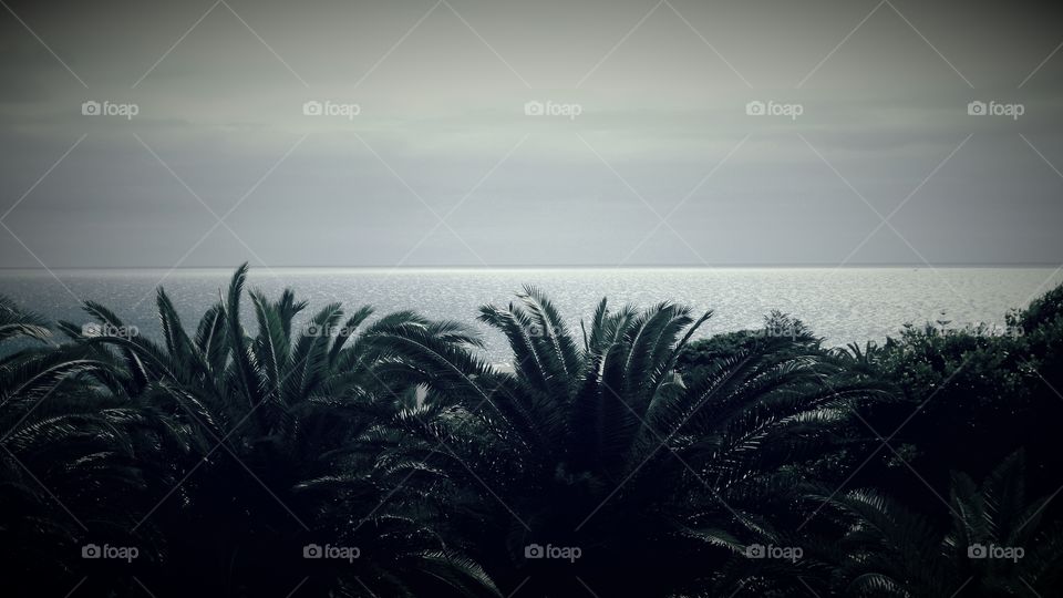 Palms trees and Horizon