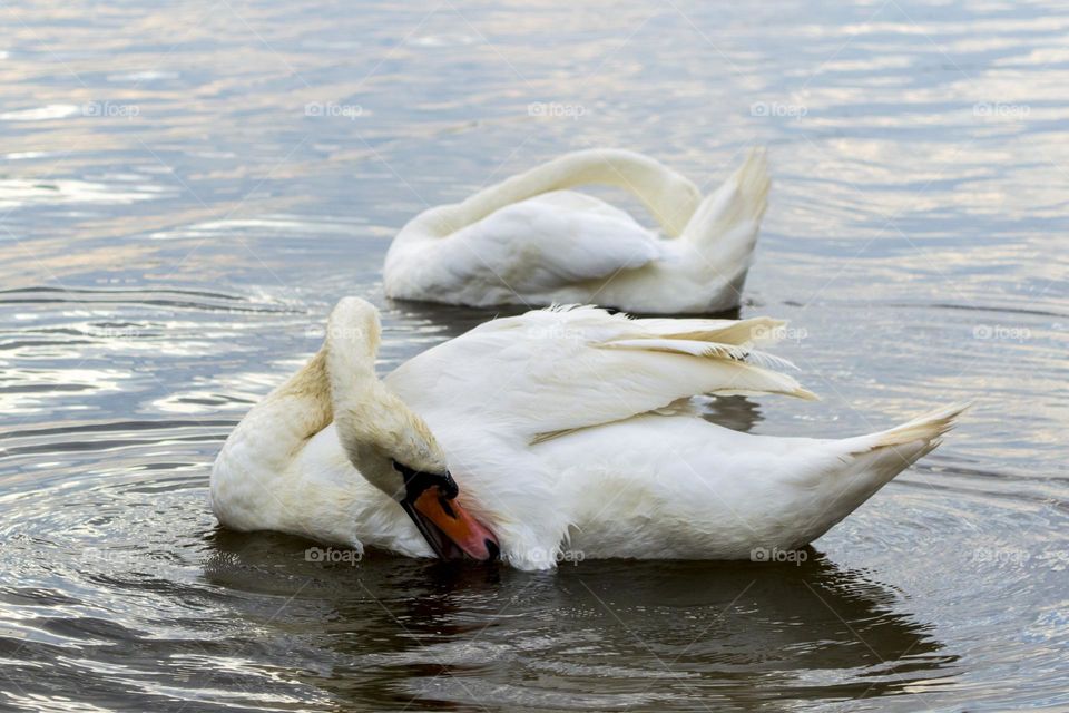 Swans